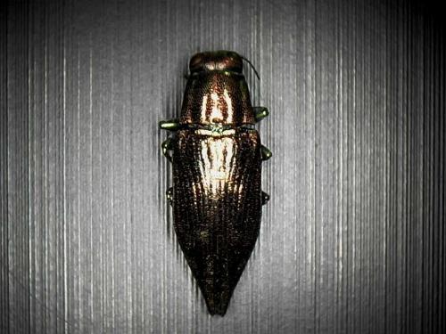 Spectralia sp.